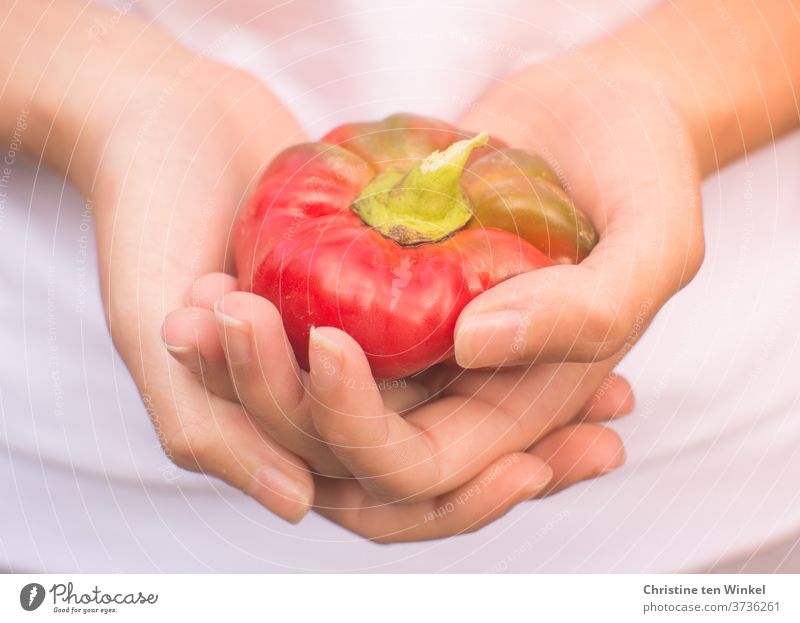 Eine kleine rote Paprika aus dem Garten in den Händen einer jungen Frau Paprikaschoten Gemüse frisch roh halten zeigen Vegetarische Ernährung Lebensmittel reif