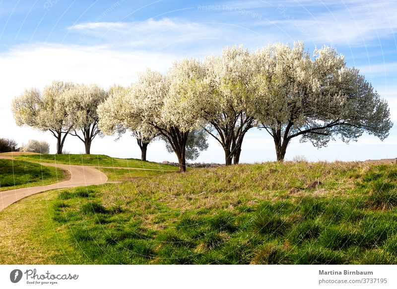 Wunderschön blühende Bradford-Birnenbäume im Frühling in Texas Bäume Baum Blume Natur Garten Saison Blütezeit Flora saisonbedingt Himmel grün Straße Landschaft