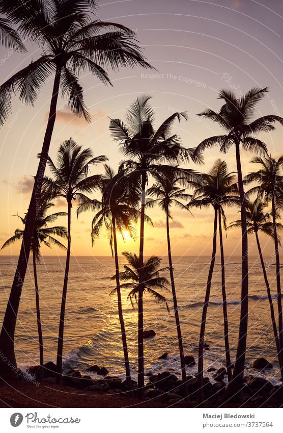 Wunderschöner tropischer Sonnenuntergang mit den Silhouetten von Kokospalmen. Natur MEER Sommer Meer Strand Kokosnuss Handfläche Baum Flucht reisen Horizont
