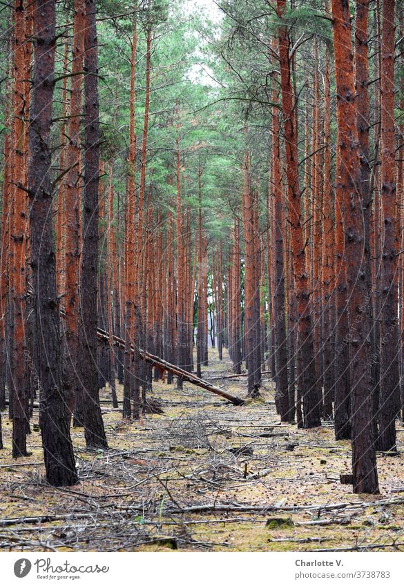 Bäume in den Weg legen Wald Natur Außenaufnahme Umwelt Baum Baumstamm Holz Tag Landschaft Menschenleer Nadelbäume Fichtenwald Nadelwald Forstwirtschaft Pflanze