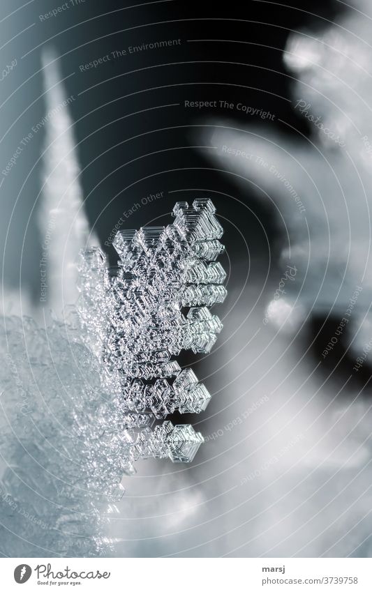 Eiskristall Kristallstrukturen Frost Winter außergewöhnlich kalt Kraft elegant einzigartig Reinheit Hoffnung Kreativität Natur rein zerbrechlich filigran