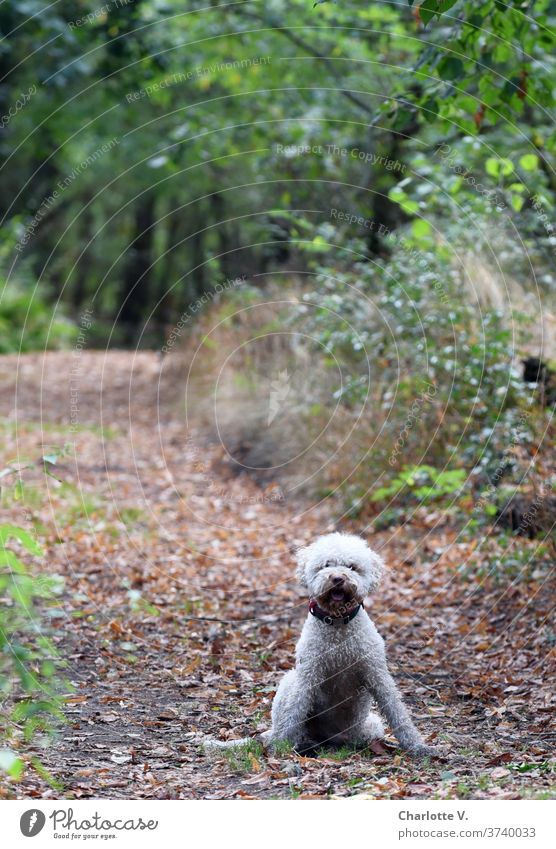 Vorfreude | Gleich geht´s los! Hund Tier Haustier Säugetier Außenaufnahme Farbfoto Spaziergang Natur Tierporträt Tag Sommer niedlich Freude Freiheit lockig