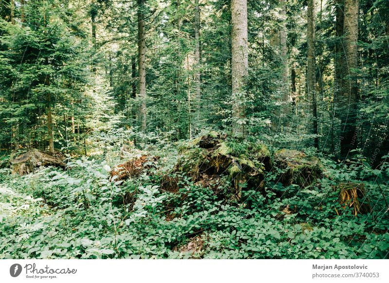 Blick auf den tiefen Wald in den Bergen Abenteuer Hintergrund schön Tag Ökologie Ökosystem Umwelt erkunden Laubwerk grün wandern Dschungel Land Landschaft Blatt