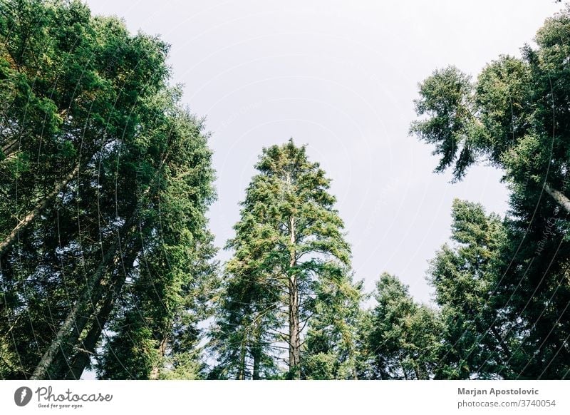 Kiefernwipfel im Bergwald Abenteuer Hintergrund schön Schönheit Ast Windstille Tag Ökologie Ökosystem Umwelt Immergrün erkunden Laubwerk Wald Grün wandern
