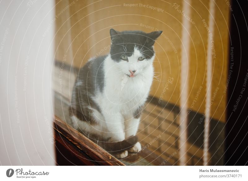 Katze, die durch das Fenster schaut, Katze mit Zunge schwarz spielerisch altehrwürdig Tier niedlich verspottend Attrappe Quarantäne bezaubernd Hintergrund schön