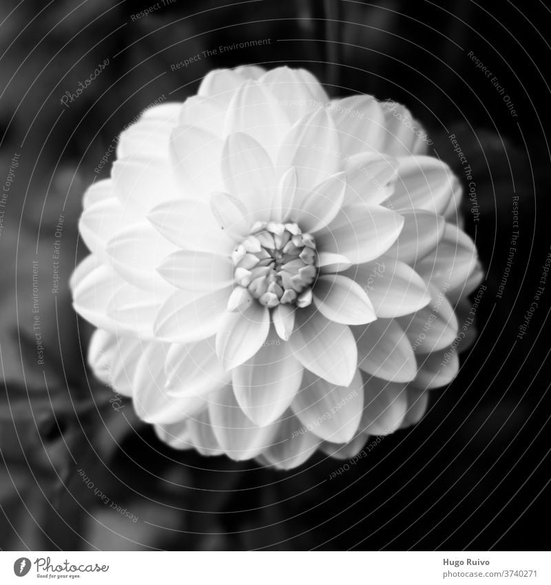 Blühende weiße Dahlie in Schwarz-Weiß Blume Dahlien Schwarzweißfoto Natur Schwache Tiefenschärfe Blüte filigran Nahaufnahme Pflanze Dahlienblüte
