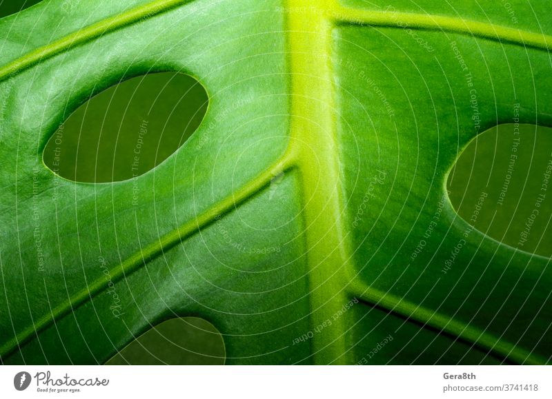 frische grüne Blattmonster-Pflanze Makro abstrakt Hintergrund hell schließen abschließen Nahaufnahme Farbe Umwelt Flora Floristik Wald Frische Garten Leben