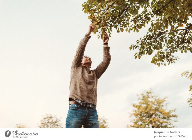 ein Mann pflückt Kastanien im Herbst September Frucht Kastanienbaum Außenaufnahme pflücken sammeln Oktober Himmel von unten von unten nach oben zweige äste