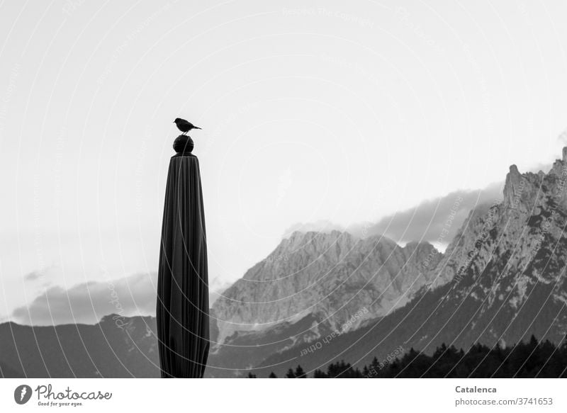 Ein Spatz auf seinem Beobachtungsposten  auf dem  Sonnenschirm Vogel Singvogel Gebirge Landschaft Tier Schlechtes Wetter