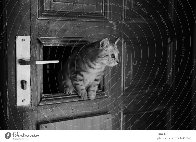 Einbrecherkatze Katze Tür Wohnung Monochrom Innenaufnahme Menschenleer Tierporträt Haustier 1 niedlich Tierliebe Neugier Tiergesicht Häusliches Leben