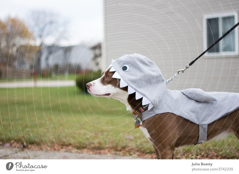 Border Collie-Hund in einem Hai-Kostüm zu Halloween Rettungshund anleinen Haifisch Welpe Spaziergang Viertel Zähne Kragen fallen Herbst Tracht redaktionell