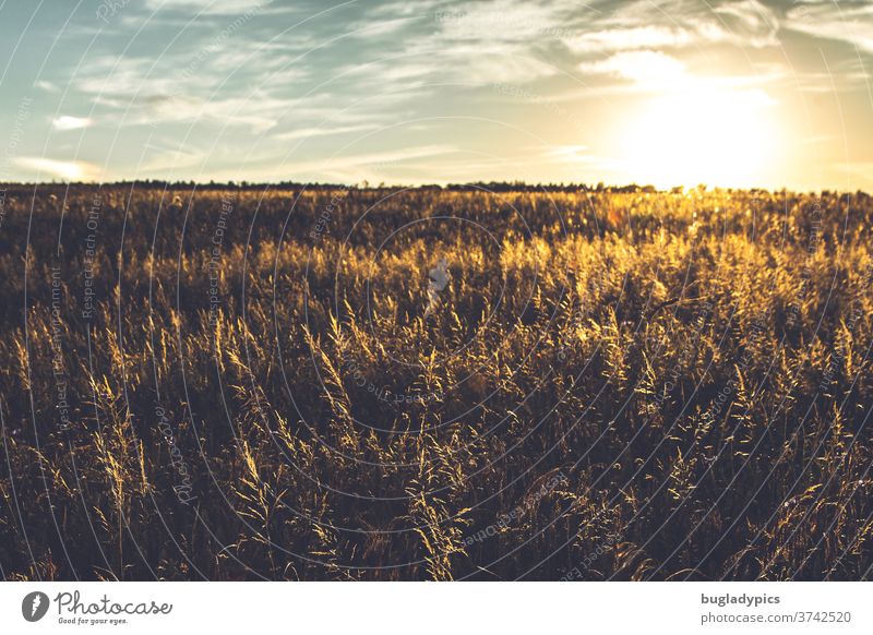 Feld in der Abendsonne. Wiese im Sonnenuntergang. Gräser Getreide Getreidefeld Abendsonnenlicht Sonnenstrahlen Sonnenlicht Sonnenlichtstrahlen Abendstimmung