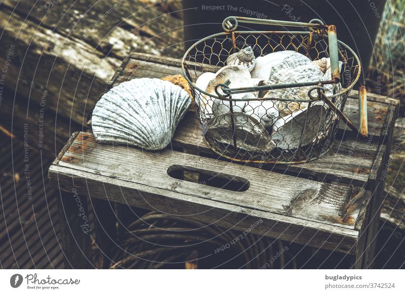 Rostiger Metallkorb mit Muscheln auf einer alten Obstkiste draußen im Garten zur Dekoration muscheln muscheln sammeln metallkorb Korb Vintage Vintage Stil