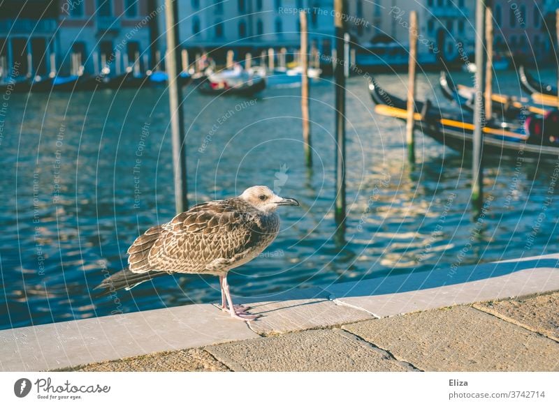 Eine Möwe am Kai des Canal Grandes in Venedig Vogel Kanal blau Wasser Hafenstadt Altstadt Gondeln
