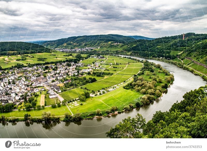 wein wandern Wege & Pfade Hunsrück Moseltal Weinbau Rheinland-Pfalz Mosel (Weinbaugebiet) Weinstock Weinberg Weintrauben Weinrebe Landschaft Berge u. Gebirge