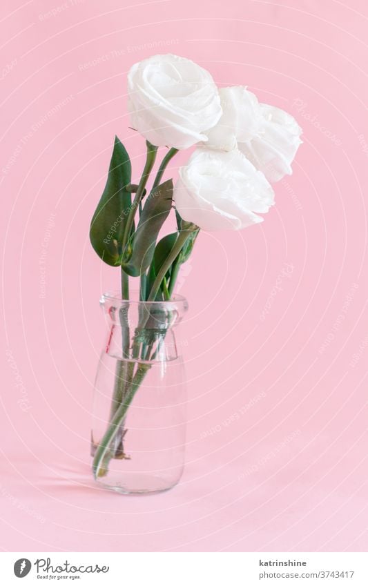 Weiße Blume in einem Glasgefäß Roséwein weiß Wasser romantisch rosa hellrosa Pastell weiche Farbe abschließen Konzept kreativ Tag Dekor Dekoration & Verzierung