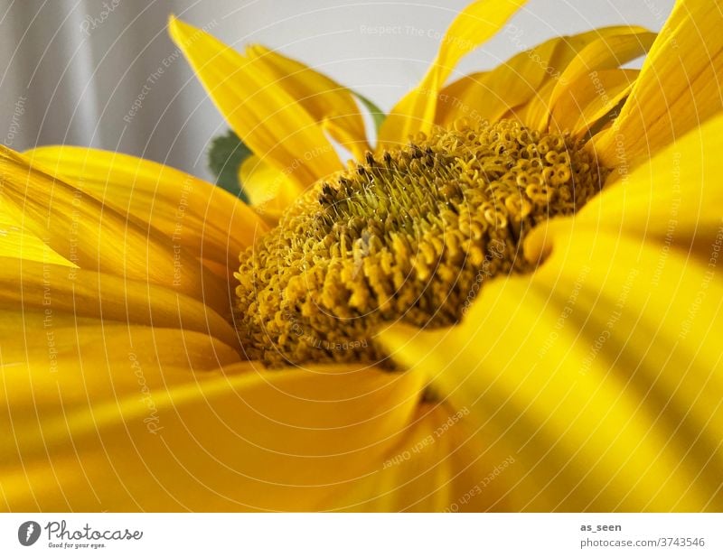 Sunflower Sonnenblume gelb Sommer leuchtend Blume Pflanze Blüte Natur Nahaufnahme Farbfoto Außenaufnahme Makroaufnahme Garten Tag Menschenleer Blatt
