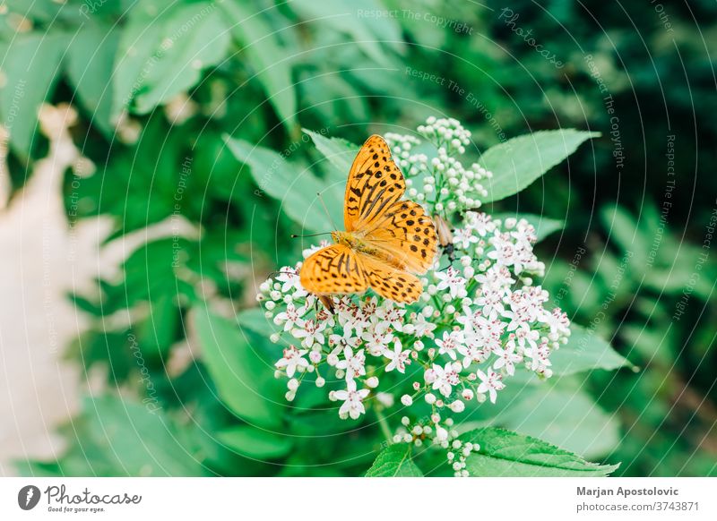 Wunderschöner oranger Schmetterling auf der grünen Pflanze Tier Hintergrund Schönheit Blütezeit botanisch Botanik Nahaufnahme farbenfroh Detailaufnahme Punkte