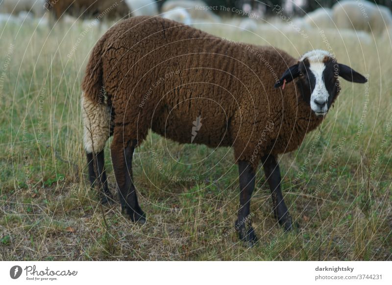 Braunes Schaf auf einer Weide Wiese Außenaufnahme Natur Tier weide maul land ohren bauernhof Hörner wild portrait stur souverän fell kopf gehörnt bock goat