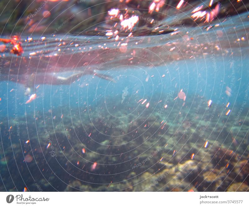 Bläulicher Pazifik mit Schwimmer gegen Strom der Wellen Schnorcheln Wassersport Mensch Great Barrier Reef Schwimmen & Baden tauchen Lichteinfall Sonnenlicht