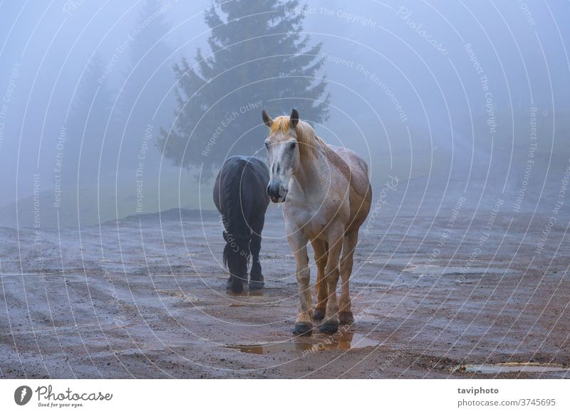 Verwilderte Pferde im Apuseni-Gebirge Mähne Paar Tier Natur braun Säugetier frei schlechtes Wetter Herbst Nebel schön Transsilvanien im Freien Verhalten