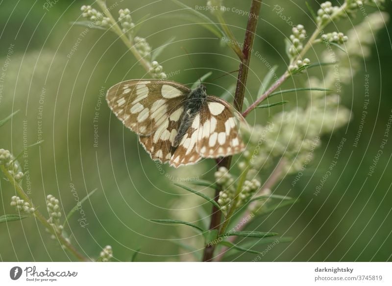 Melanargia galathea Schachbrett Tagfalter auf einer Pflanze Farbfoto Kontrastreich Außenaufnahme Falter Blüte Schmetterling Natur Menschenleer Flügel Insekt