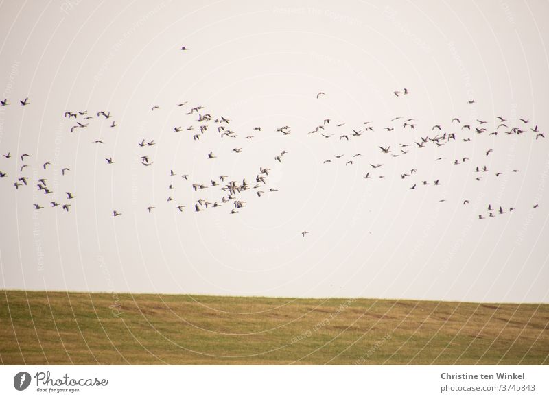dynamisch | Wildgänse beim Flug über den Deich Vögel Vogelzug Vogelflug Wildtier Wildvogel Natur laut schnattern rufen Tier viele Außenaufnahme Nordsee