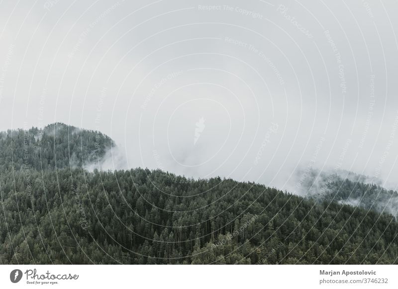 Nebliger Kiefernwald in den Bergen Abenteuer Hintergrund schön Cloud dunkel Morgendämmerung Umwelt Immergrün erkunden Nebel neblig Wald Grün Dunst hoch wandern