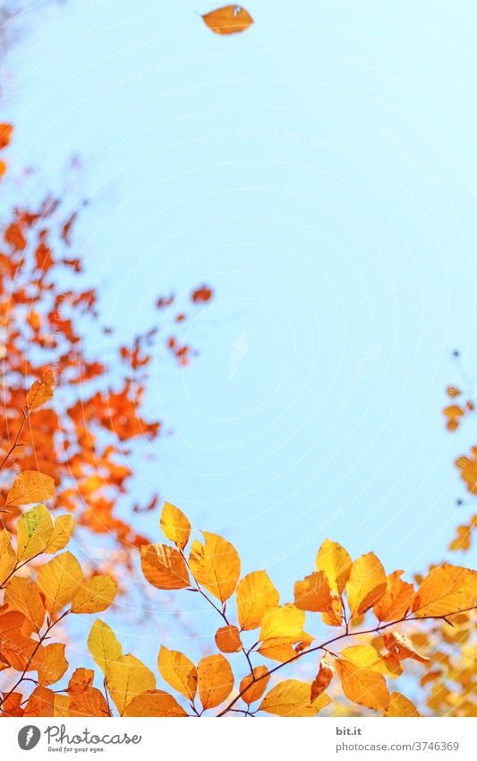 Bunte Herbstblätter, vor blauem Himmel. herbstlich Herbstlaub Herbstfärbung Horizont gelb orange Indian Summer Altweibersommer Blatt Pflanze Menschenleer Baum
