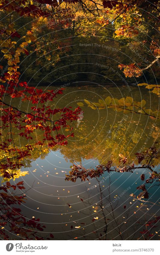 Goldener Herbst herbstlich Herbstlaub Herbstfärbung Herbstwald Spiegelung Spiegelbild Wasser Wasseroberfläche Wasserspiegelung See Gewässer
