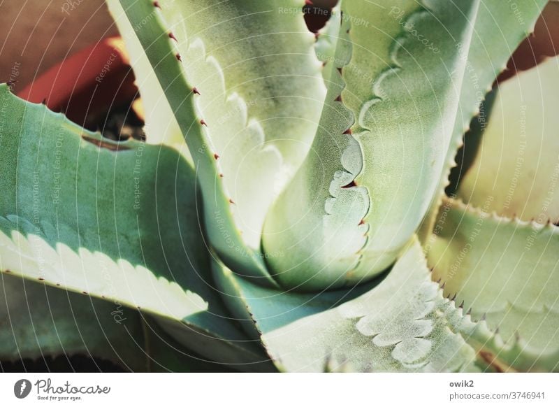 Dickhäuter Agave Blatt Pflanze Topfpflanze natürlich Stachel stachelig bizarr Dorn Sukkulenten abwehrend Farbfoto Außenaufnahme Nahaufnahme Detailaufnahme