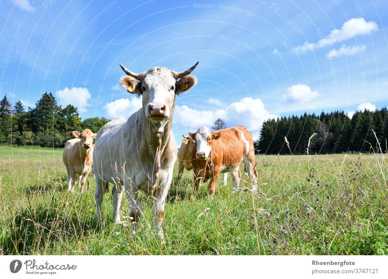 glückliche Kühe auf einer saftigen Weide in der Rhön kuh kühe milch käse weide sommer gras gräser rhön thüringen kaltennordheim klings rind hausrind bos taurus