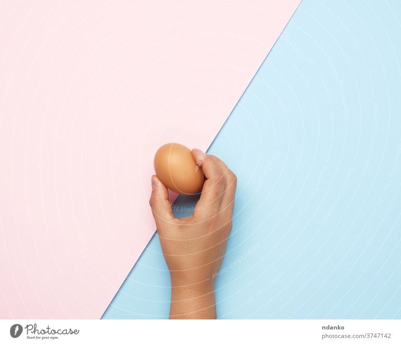 weibliche Hand, die ein ganzes braunes Hühnerei hält Ei Lebensmittel organisch blau rosa Halt Protein frisch Gesundheit Mahlzeit Natur Bestandteil Hähnchen roh