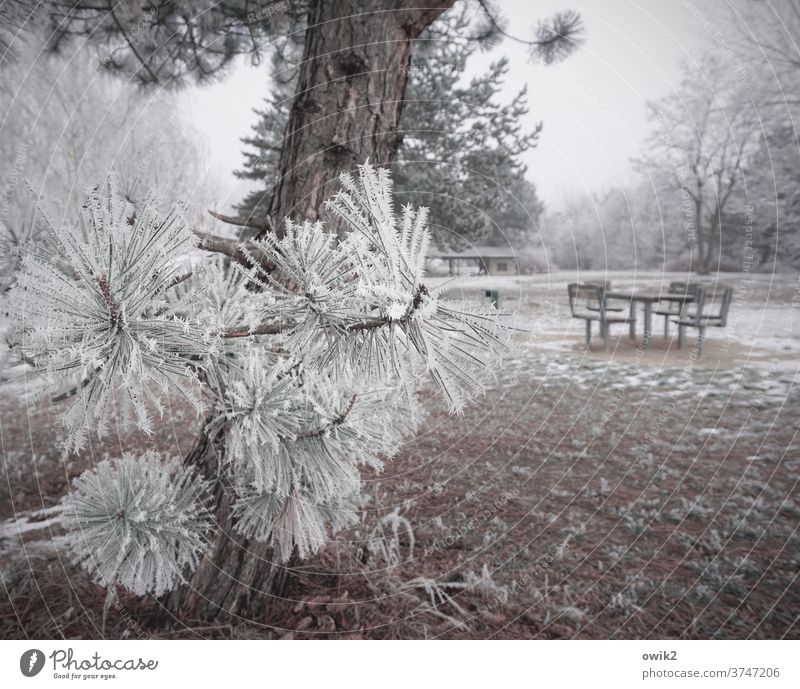 Winterschlaf Sitzgruppe Wald Park Kiefer Sträucher Schönes Wetter Eis Frost Schnee Baum Erde Pflanze Landschaft Natur Umwelt Gelassenheit kalt einfach Tisch