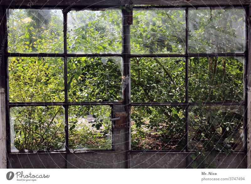 Blick in den Garten durch zerstörte Fensterscheiben Glas Fensterrahmen Tür Türgriff kaputt Verfall Zerstörung Ruine Vergänglichkeit alt dreckig durchsichtig