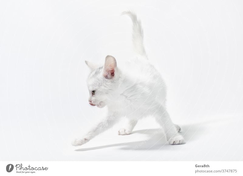 weißes kleines verspieltes Kätzchen auf hellem Hintergrund bezaubernd Tier Baby Katze heiter Sauberkeit Farbe neugierig niedlich heimisch Hauskatze leer