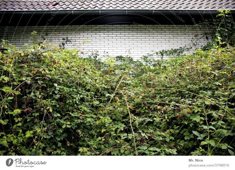Architektur und Natur I Natur gewinnt Haus Gebäude Fassade Dach Dachrinne dachpfannen grün Efeu strauch Beerensträucher Blatt Pflanze zugewachsen Wachstum