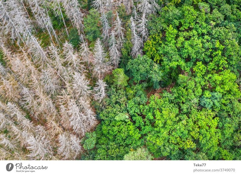 ein toter und ein gesunder Wald von oben Toter Wald Gesunder Wald grün grau globale Erwärmung Borkenkäfer Sonne Schatten Nadelbaum Mischwald Deutschland
