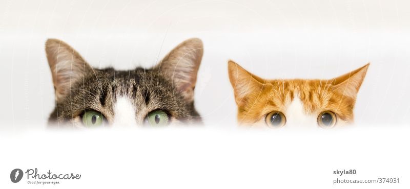 Doppelpack Hauskatze Katze Blick Wachsamkeit Badewanne verstecken Spielen Freude lustig Tellerrand angriffslustig Haustier Tiergesicht schön niedlich Teilung