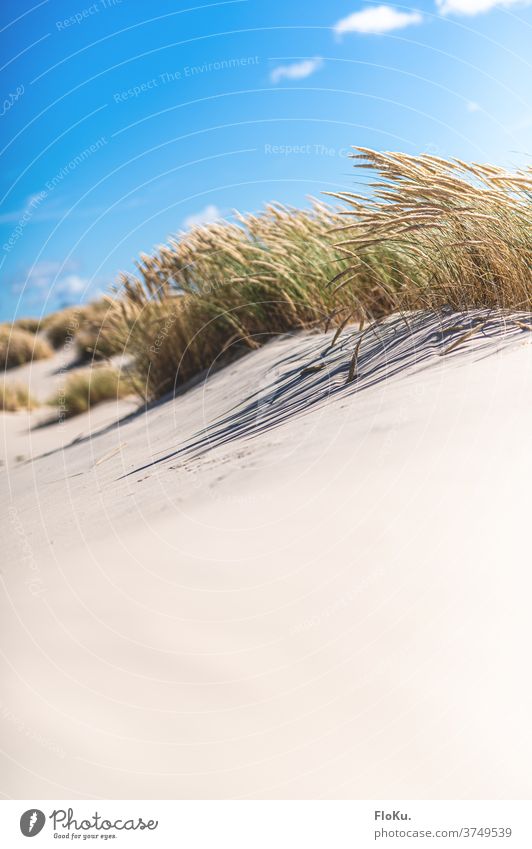 Weißer Sandstrand bei Skagen in Dänemark Strand Nordsee Küste natur landschaft nordseeküste dünen dünengras sommer urlaub erholung reise dänemark europa meer