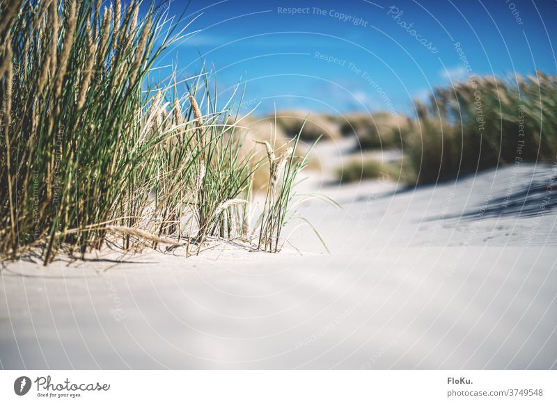Dänischer Nordseestrand bei Sonnenschein Strand Küste natur landschaft nordseeküste dünen dünengras sommer urlaub erholung reise dänemark europa meer sand weiß
