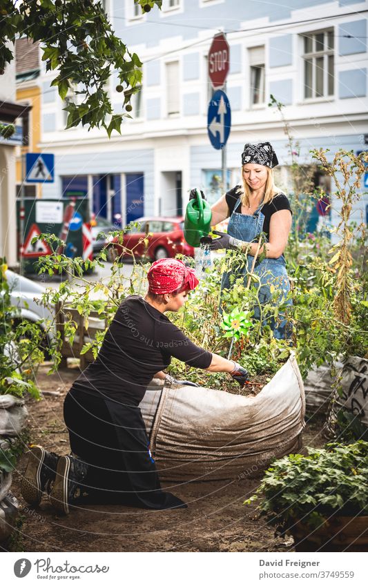 Städtische Gartenarbeit. Zwei Frauen pflanzen im Herzen einer Stadt biologisches Gemüse an. urban Großstadt Gartenbau jung 20s 30s nachhaltig lokal Konsum