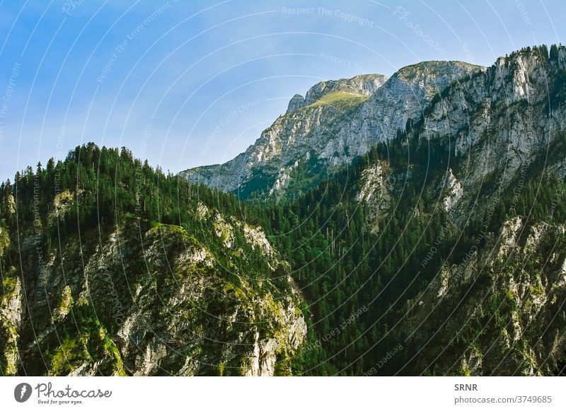 Zerklüfteter Hügel in Hohenschwangau Alpen Klippe Konifere Ökosystem Umwelt umgebungsbedingt Immergrün Tanne Tannenbaum Wald Fell-Baum Deutschland Highlands