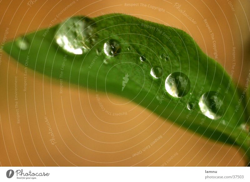 Blatt mit Tropfen grün Wassertropfen Makroaufnahme Detailaufnahme Pflanze Natur