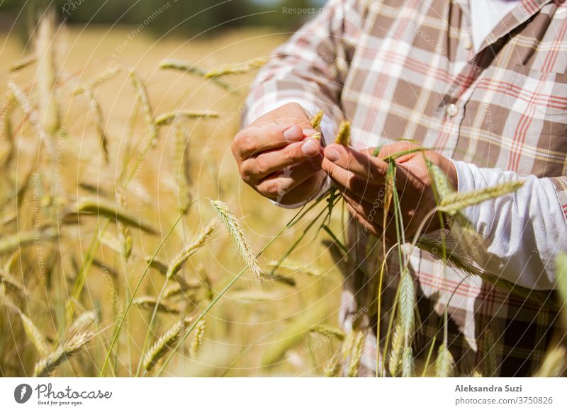 Ein Agronom prüft die Qualität von Getreide, das in der Mitte eines Roggenfeldes steht Agribusiness landwirtschaftlich Ackerbau Agronomin Agronomie Business