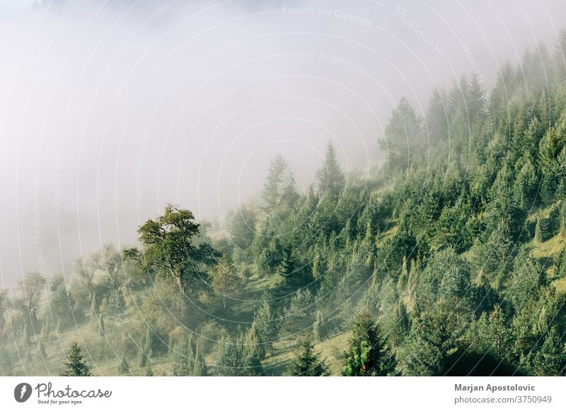 Nebliger Kiefernwald in den Bergen am frühen Morgen Abenteuer Hintergrund schön Cloud Wolken Morgendämmerung Ökologie Ökosystem Umwelt Immergrün erkunden Nebel