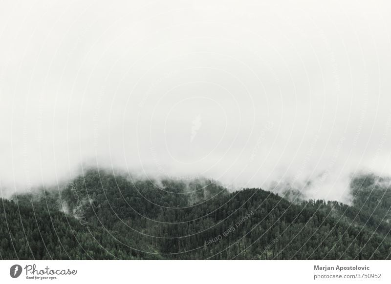 Nebliger Kiefernwald in den Bergen Abenteuer Hintergrund schön Cloud dunkel Morgendämmerung Umwelt Immergrün erkunden Nebel neblig Wald Grün Dunst hoch wandern