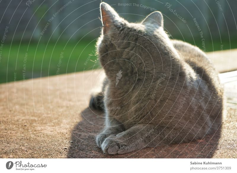 Katzenleben Katze von hinten Ein Tier Haustiere katzenhaft Fell Textfreiraum im Freien Garten grau Gegenlicht Katzenfreund Tierliebe