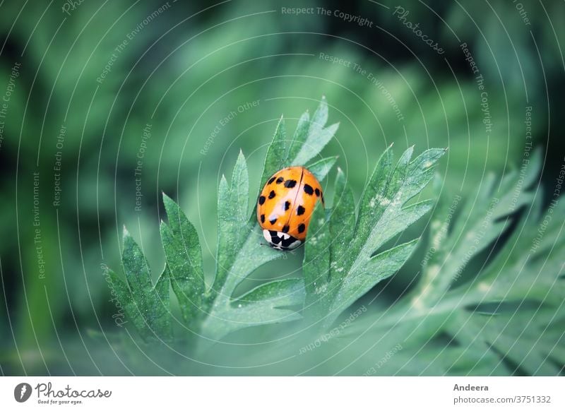 Kleiner roter Käfer auf grünem Blatt Grün Natur Umwelt nachhaltig Insekt Garten draußen Punkt Tier Fauna Flora zählen Marienkäfer Außenaufnahme Pflanze