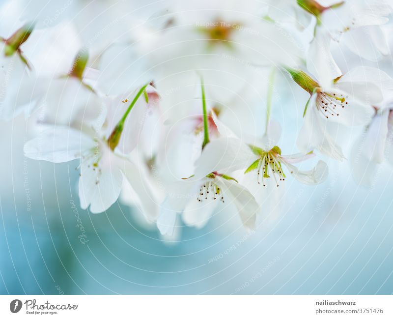 Weiße Kirschblüten Kirschbaum Hintergrund neutral Nahaufnahme Außenaufnahme Farbfoto Leichtigkeit Blühend Duft weiß Frühlingsgefühle Park Garten Zweig Blüte